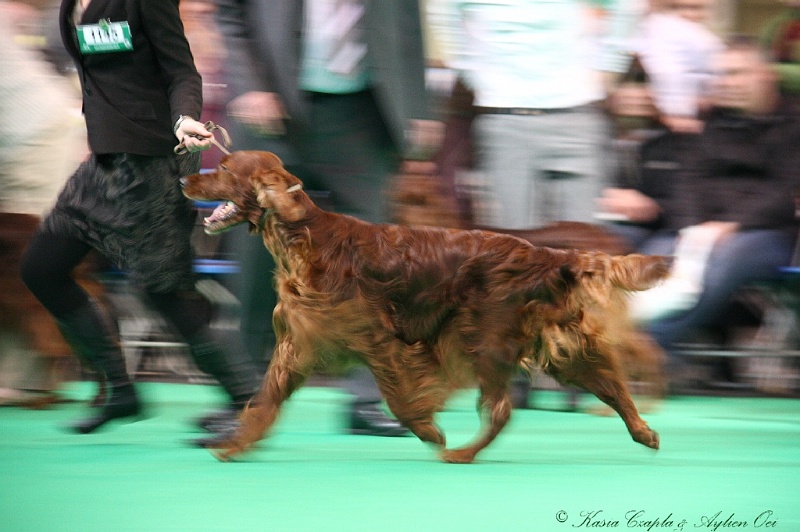 Crufts2011 592.jpg